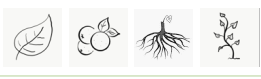 Grafiken von Blatt, Früchten, Wurzel und ganzer Pflanze